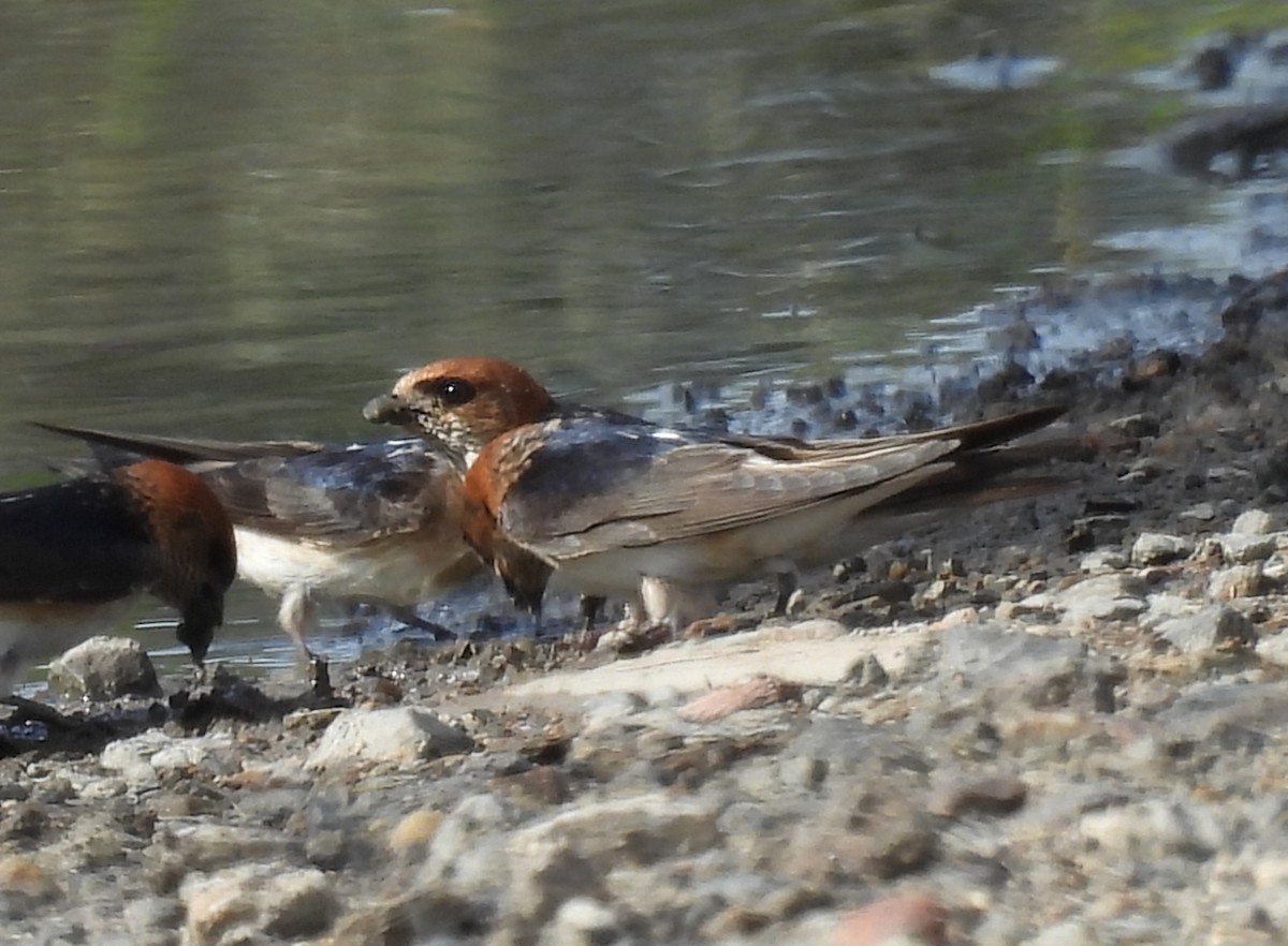 Fairy Martin - ML634203991