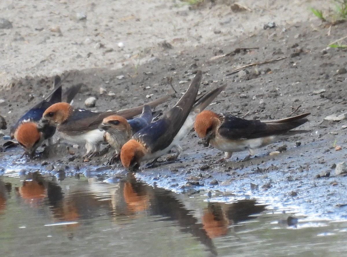 Fairy Martin - ML634203992