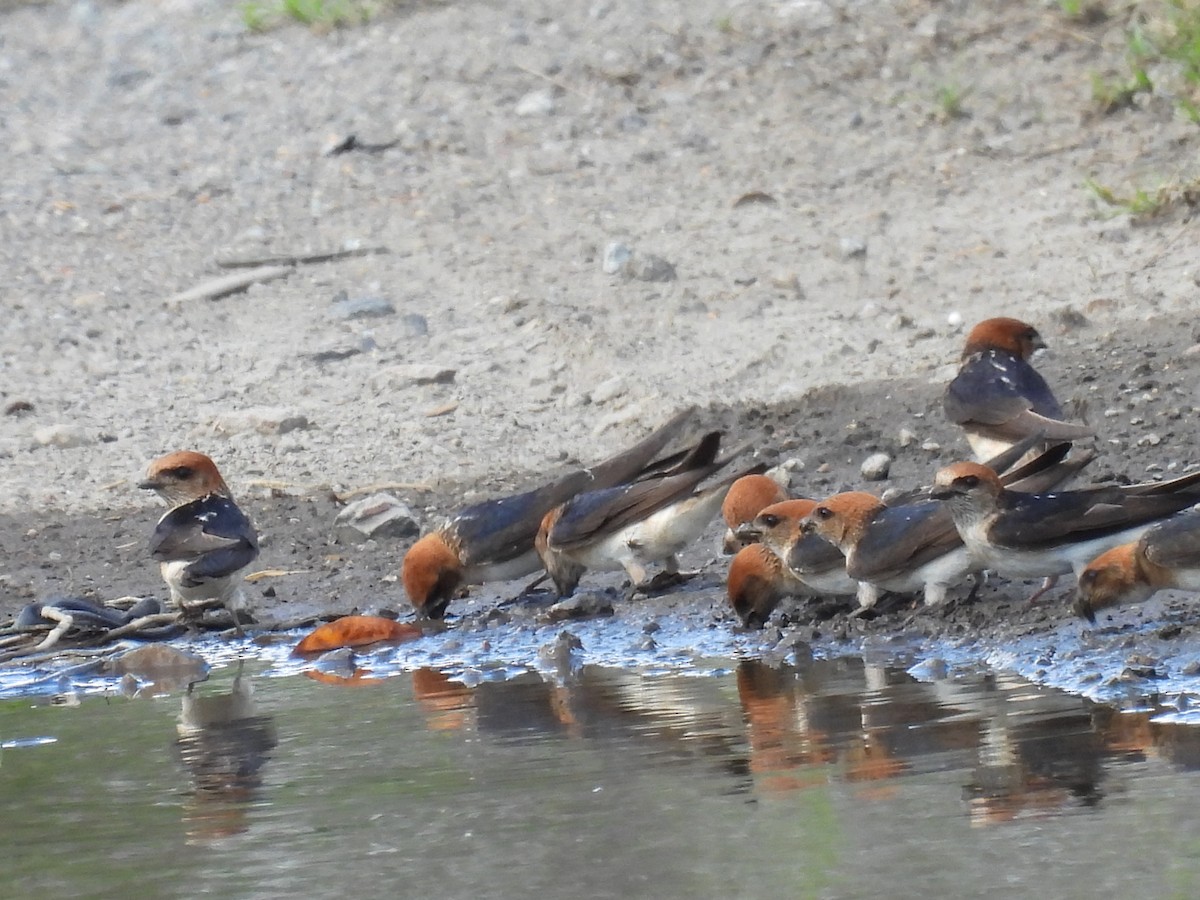 Fairy Martin - ML634203993