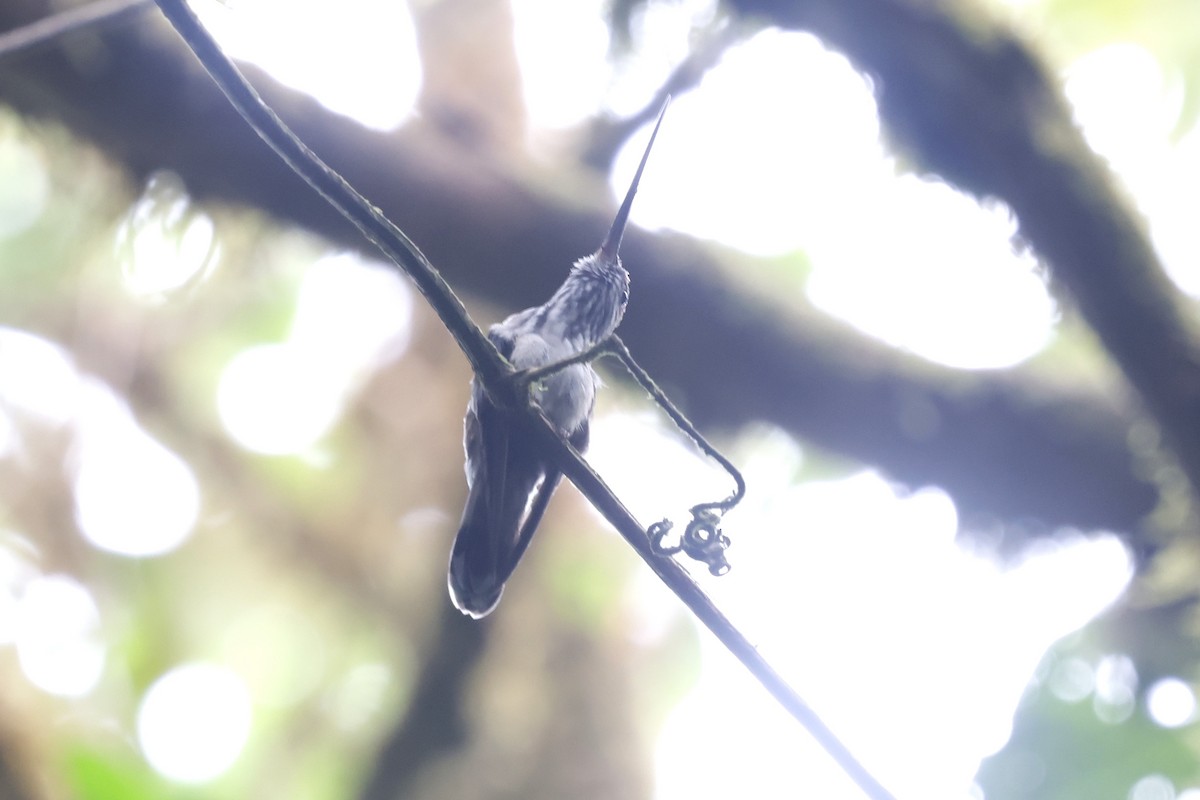 Tooth-billed Hummingbird - ML634204098