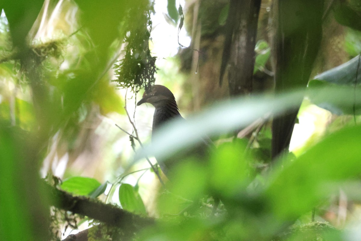 Russet-crowned Quail-Dove - ML634204117