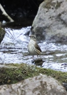 Louisiana Waterthrush - ML634204149