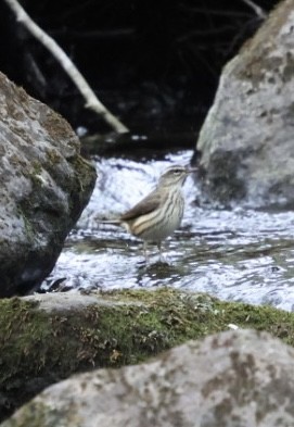 Louisiana Waterthrush - ML634204150