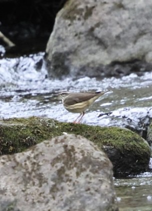 Louisiana Waterthrush - ML634204151