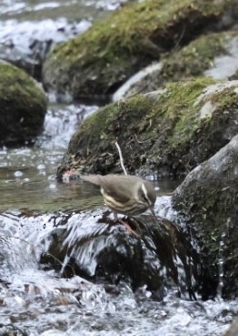 Louisiana Waterthrush - ML634204152