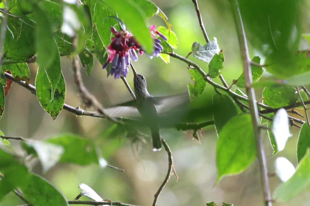 Tooth-billed Hummingbird - ML634204160