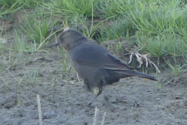Brewer's Blackbird - ML634204246