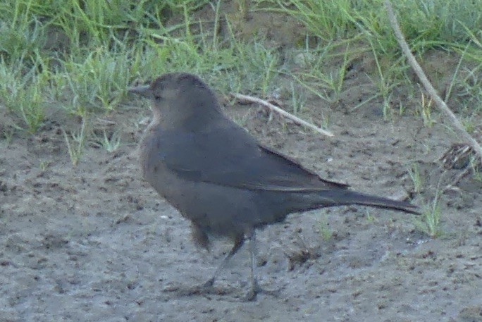 Brewer's Blackbird - ML634204255