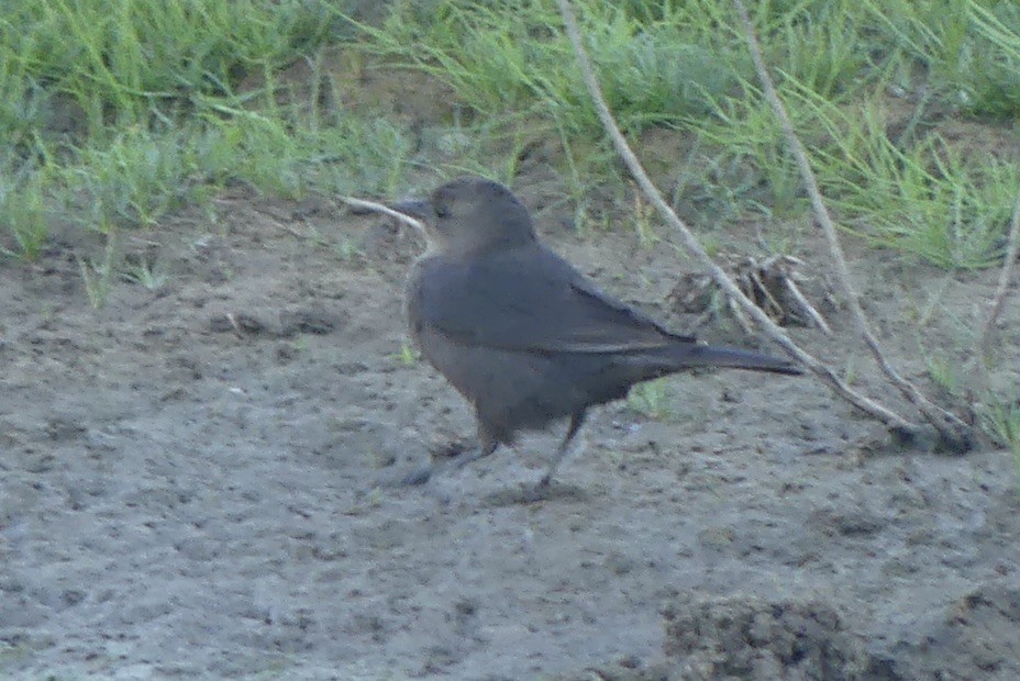 Brewer's Blackbird - ML634204259