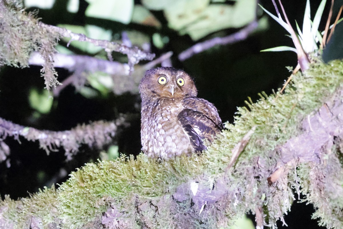 Bare-shanked Screech-Owl - ML634204316