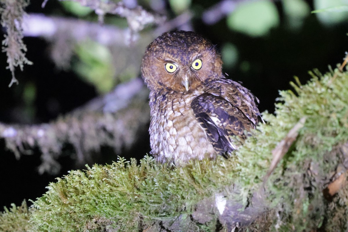 Bare-shanked Screech-Owl - ML634204317