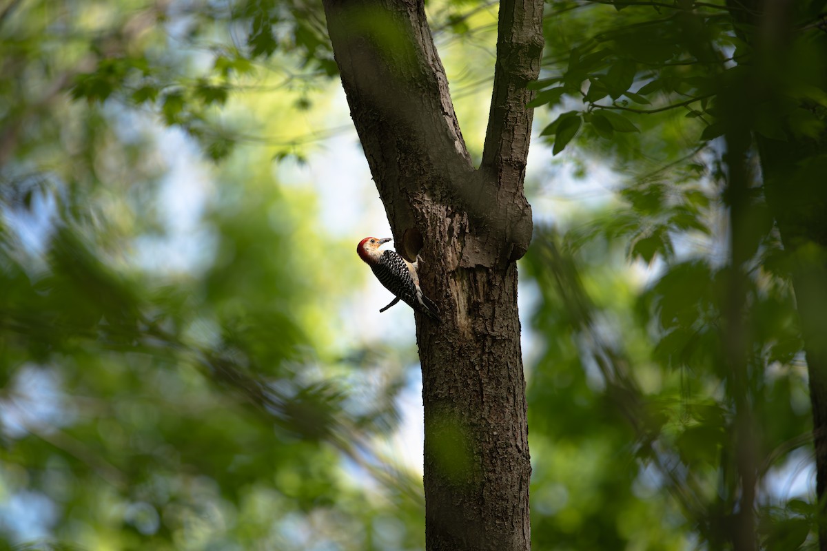 Red-bellied Woodpecker - ML634204319