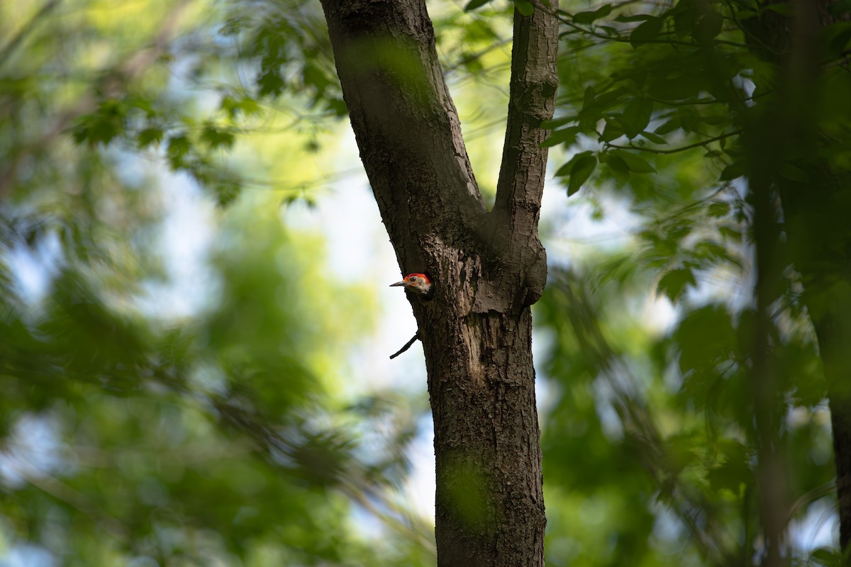 Red-bellied Woodpecker - ML634204348