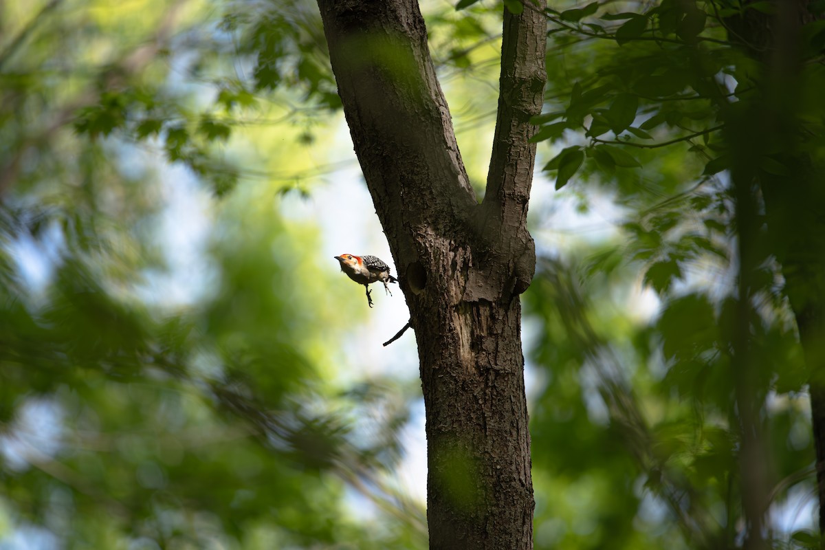 Red-bellied Woodpecker - ML634204357