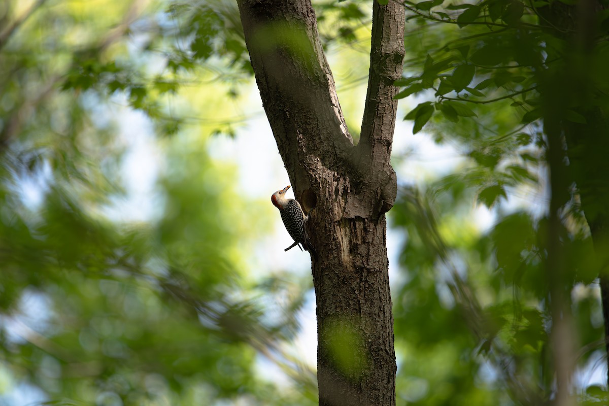 Red-bellied Woodpecker - ML634204383