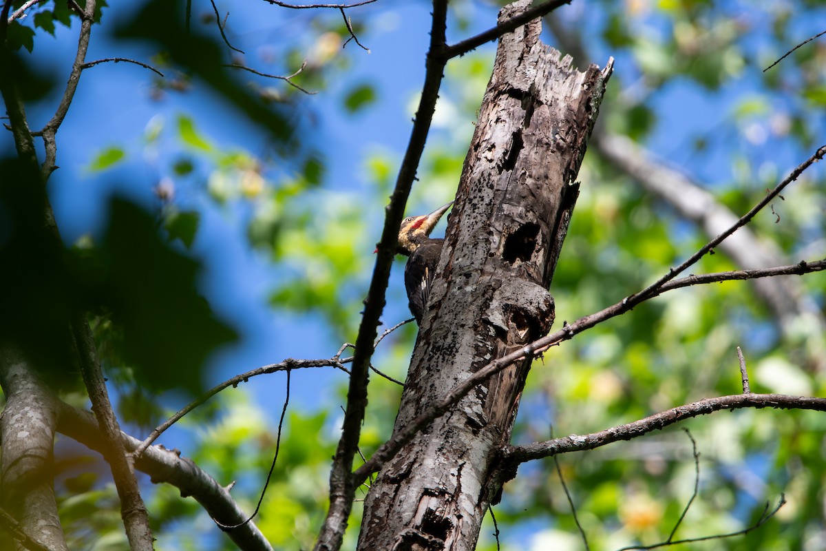 Pileated Woodpecker - ML634204404