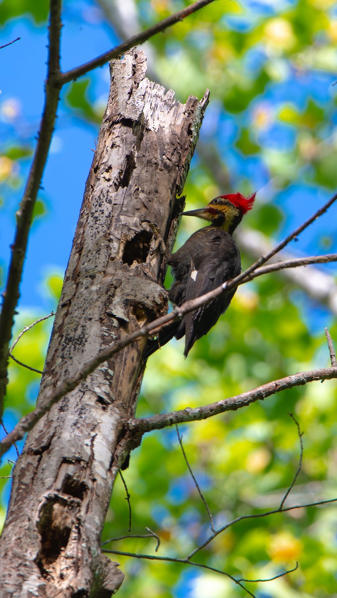 Pileated Woodpecker - ML634204405