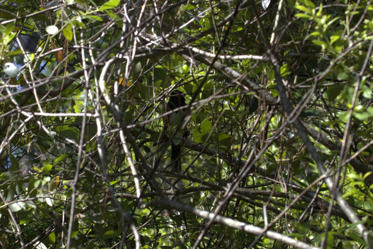 Eastern Towhee - ML634204448