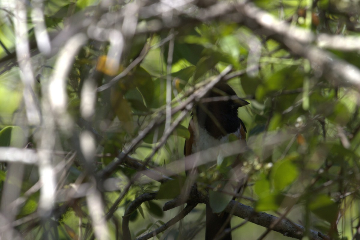 Eastern Towhee - ML634204449