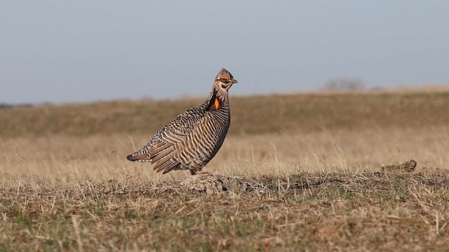 Präriehuhn - ML634204474