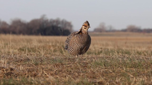 Präriehuhn - ML634204476