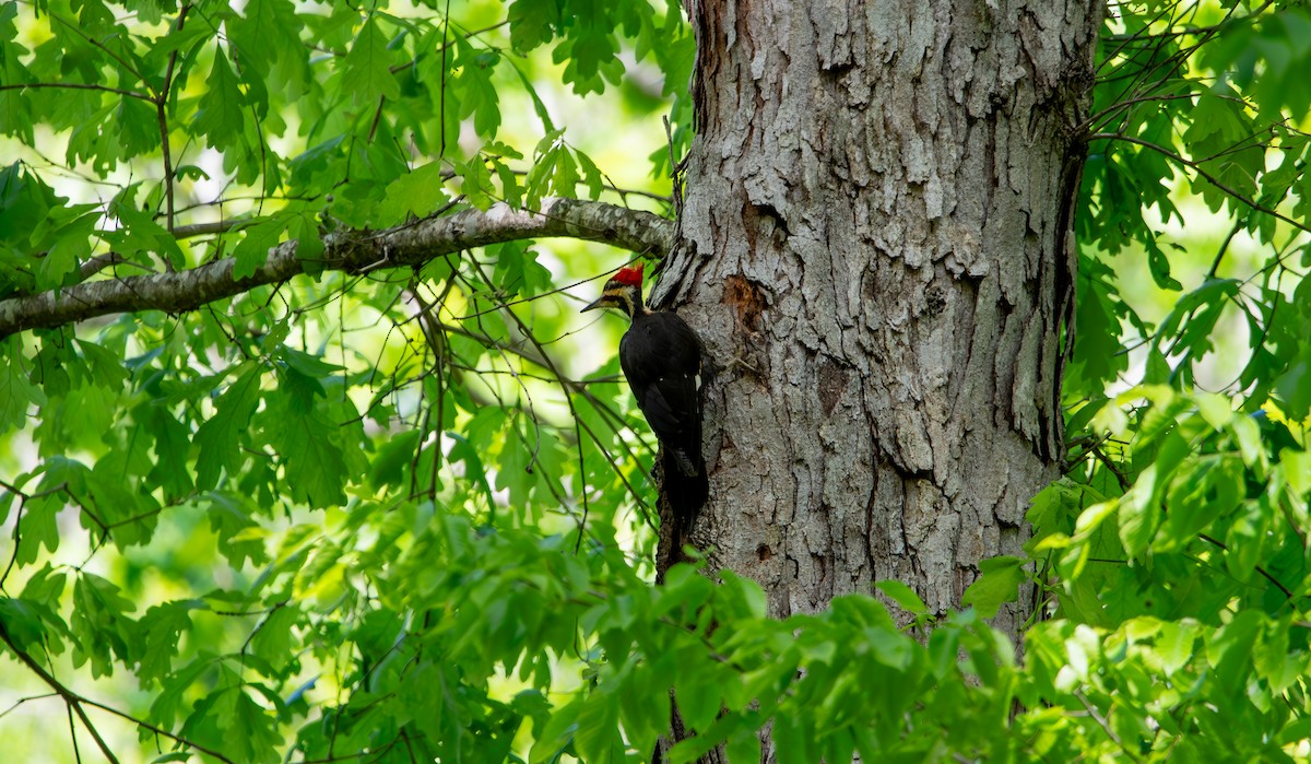 Pileated Woodpecker - ML634204481