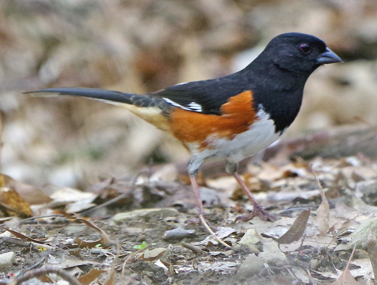 Eastern Towhee - ML634204507