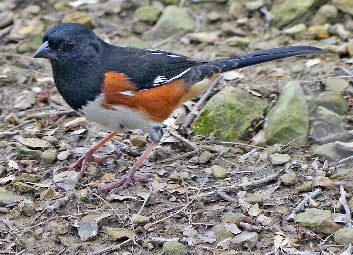 Eastern Towhee - ML634204508