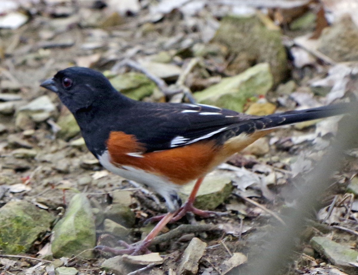 Eastern Towhee - ML634204509