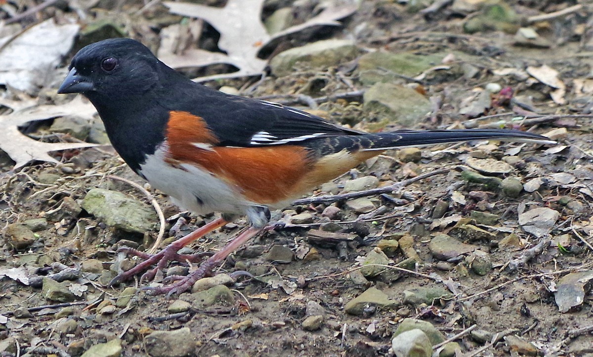 Eastern Towhee - ML634204510