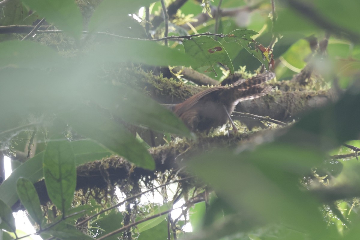 Sooty-headed Wren - ML634204532