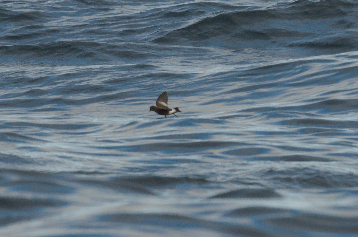 Pincoya Storm-Petrel - ML634204591