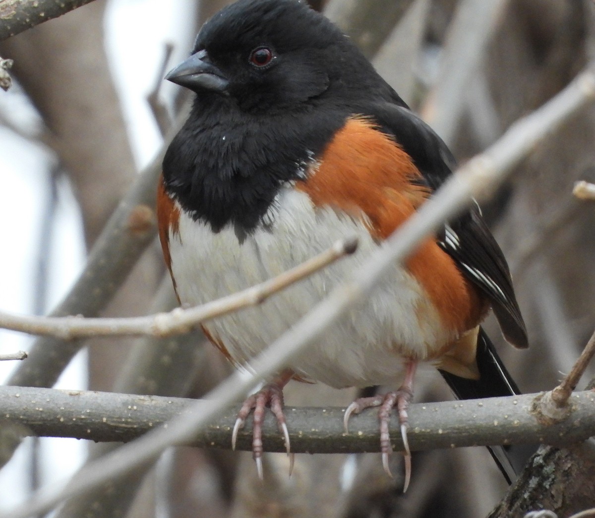 Eastern Towhee - ML634204649