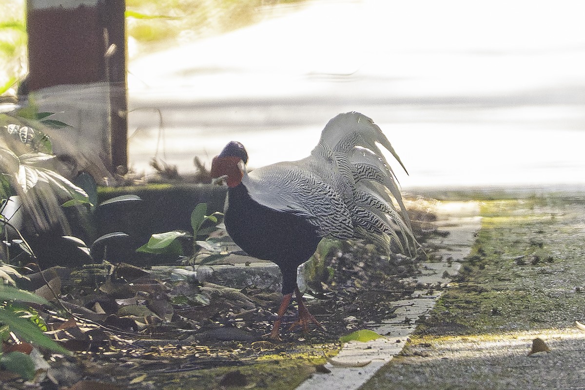 Silver Pheasant - ML634204715