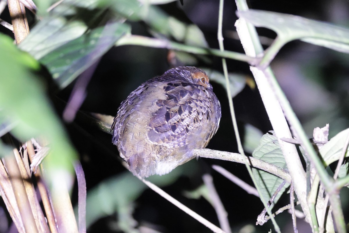 Tawny-faced Quail - ML634204765