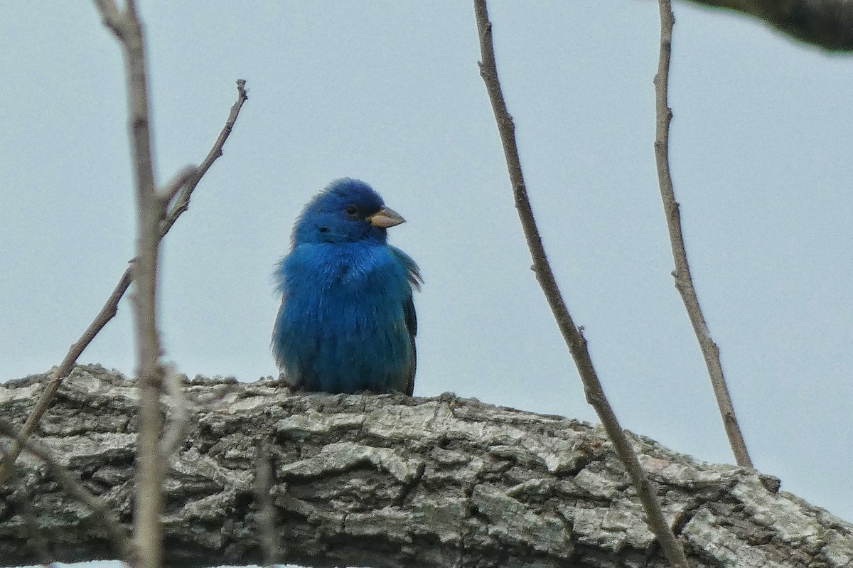 Indigo Bunting - ML634204792