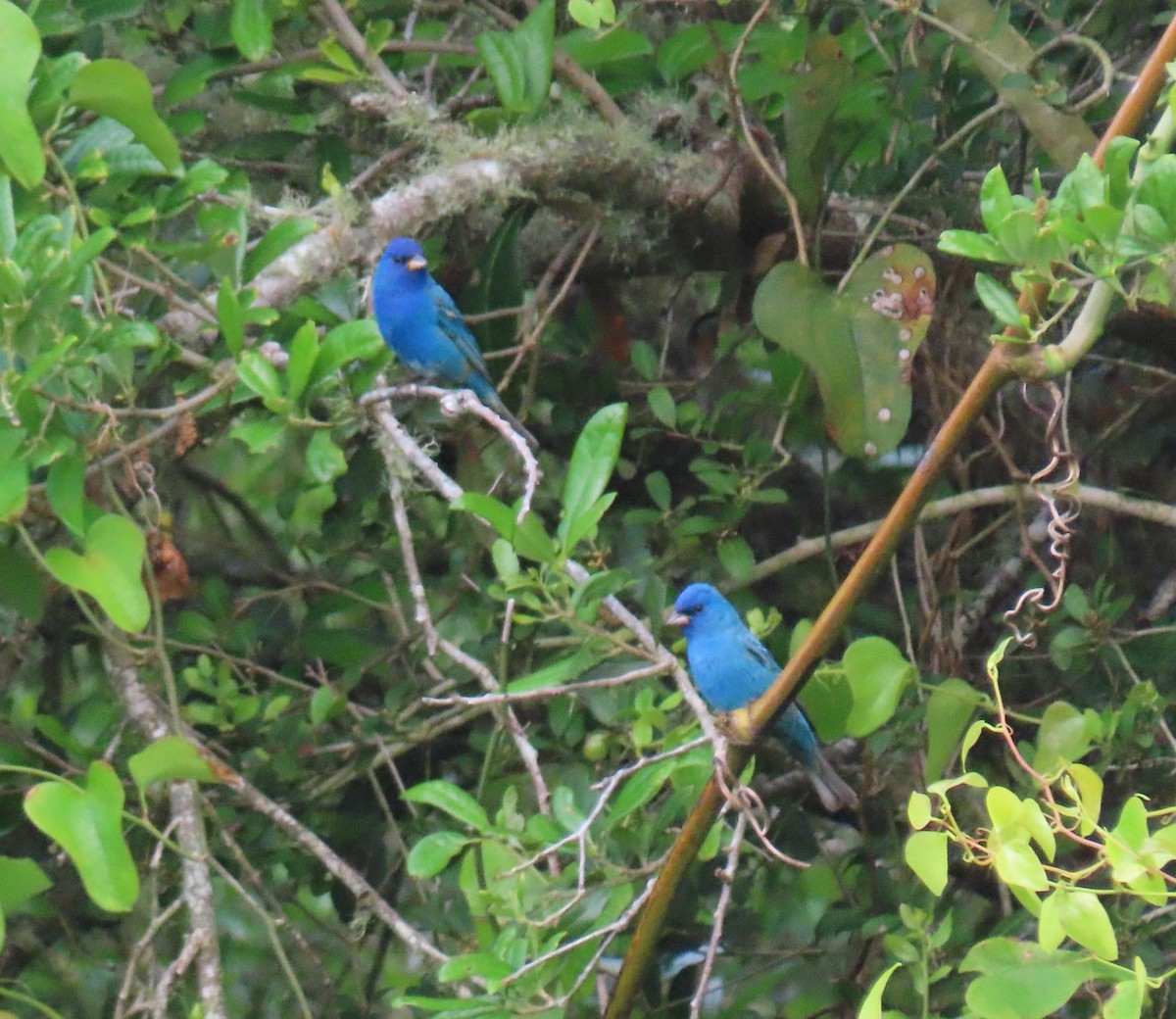 Indigo Bunting - ML634205133