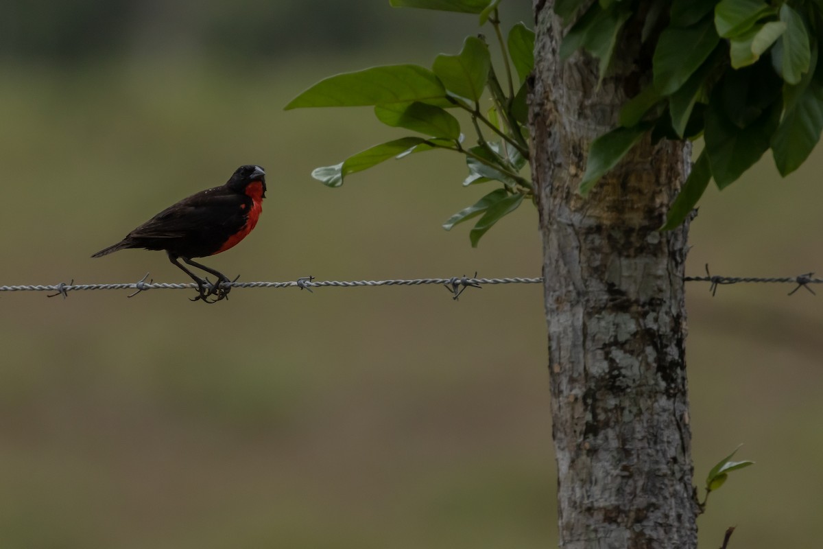 Red-breasted Meadowlark - ML634205163