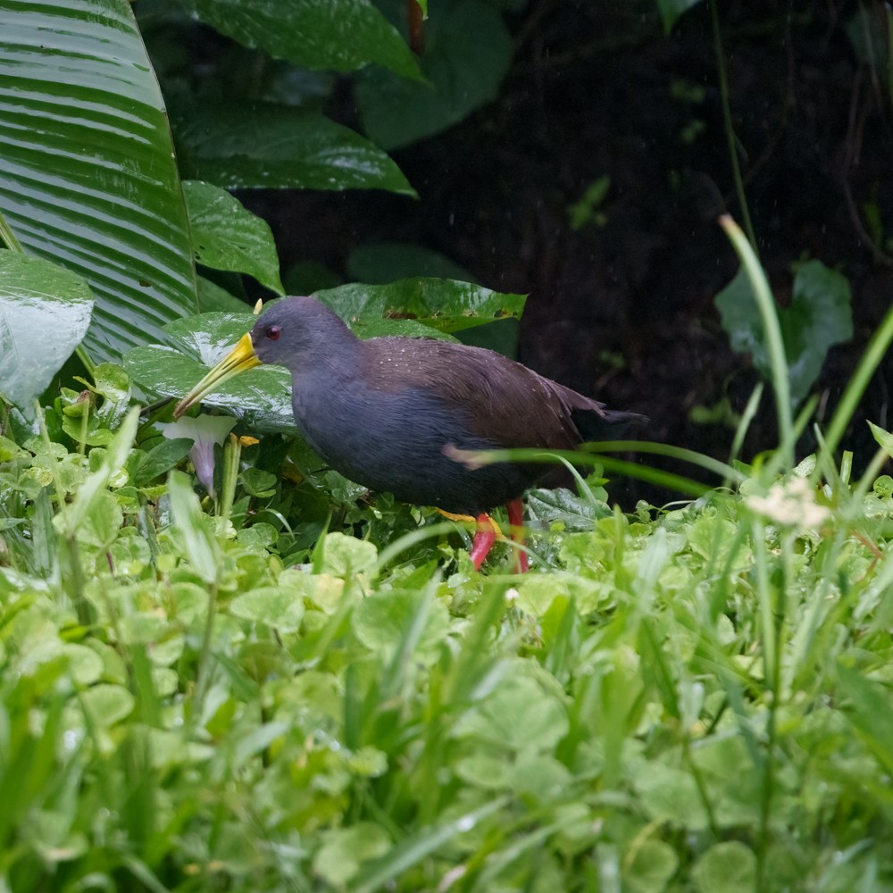 Blackish Rail - ML634205184