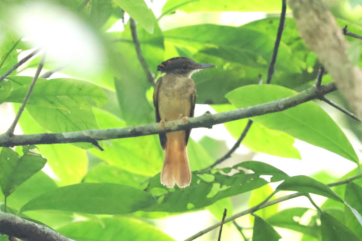 Tropical Royal Flycatcher (Northern) - ML634205250