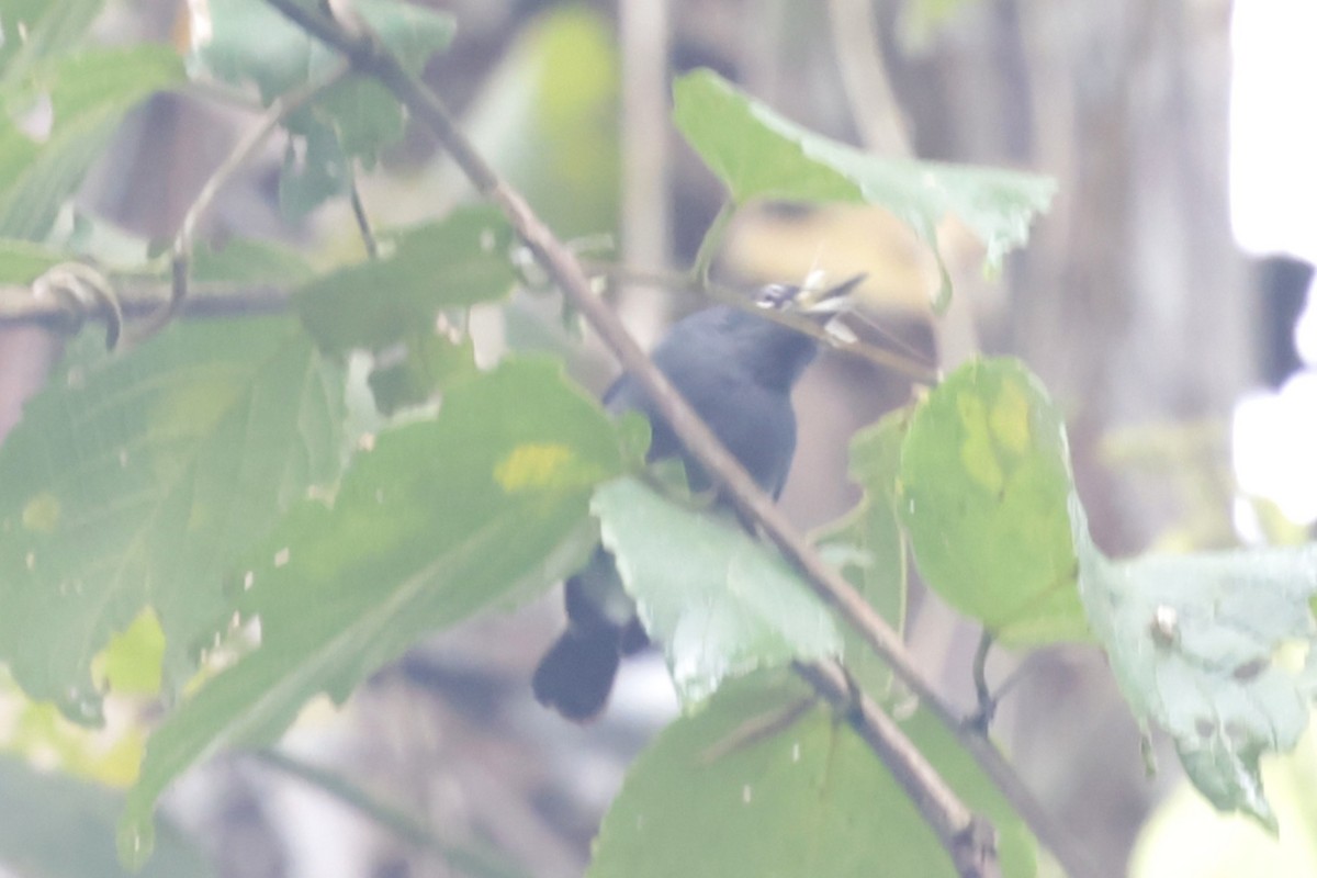 Slate-throated Gnatcatcher - ML634205290