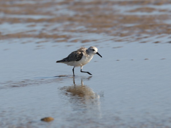 Piovanello tridattilo - ML634205310