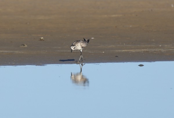 Pivieressa - ML634205329