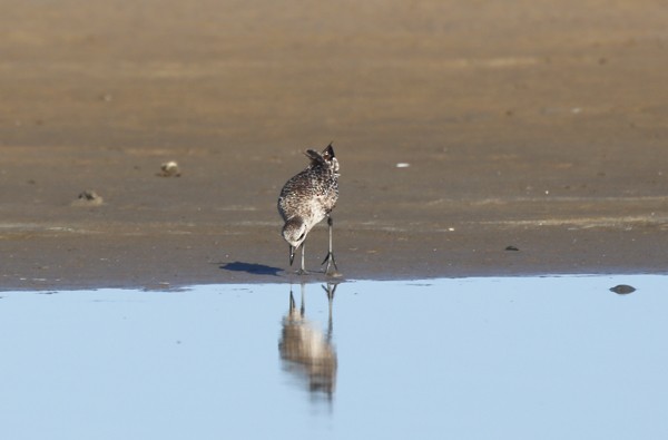 Pivieressa - ML634205338