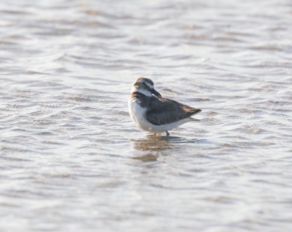 Wilson's Plover - ML634205372