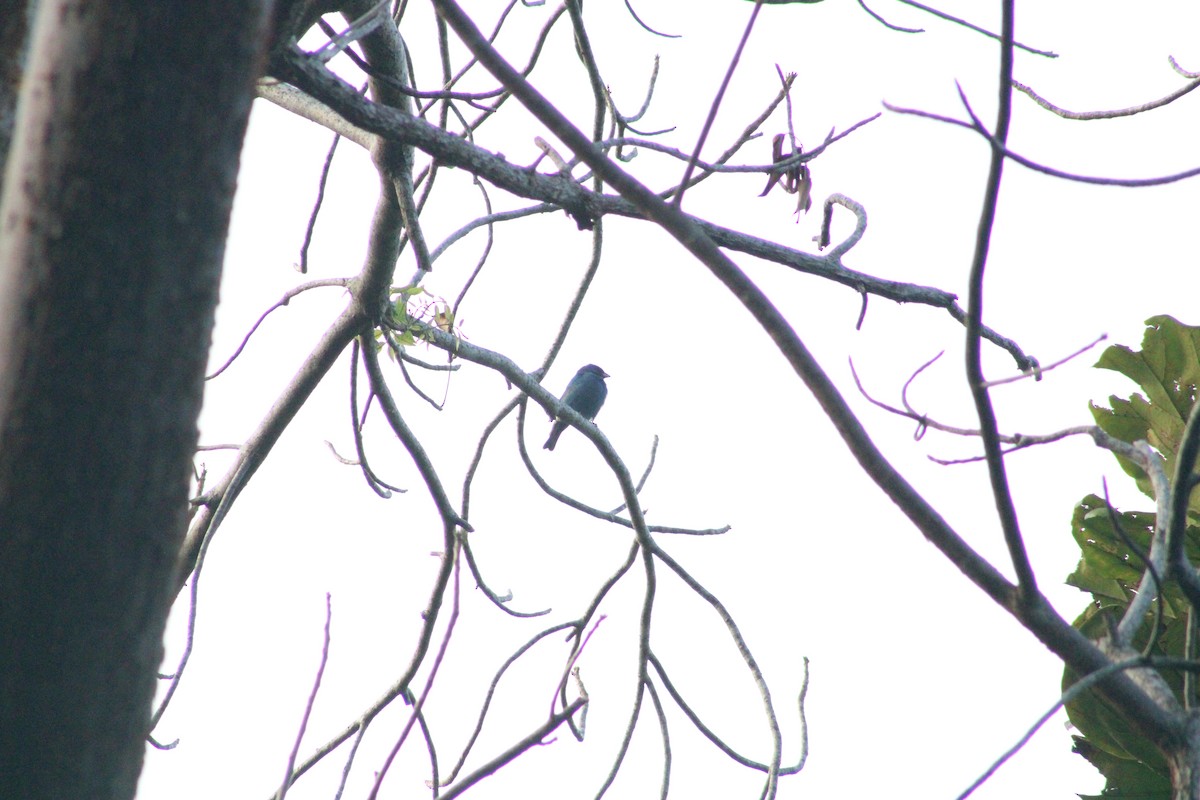 Indigo Bunting - ML634205537