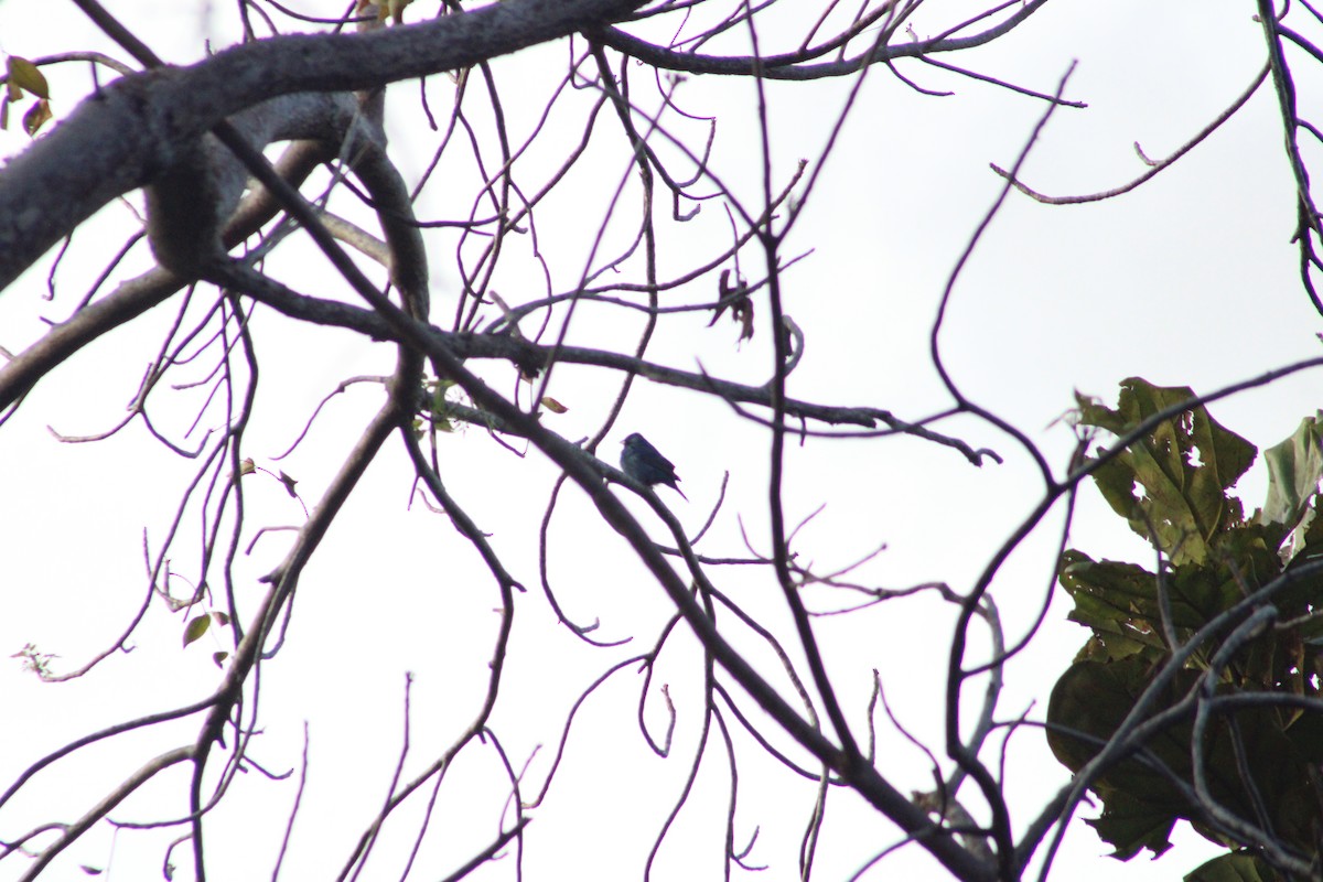 Indigo Bunting - ML634205538