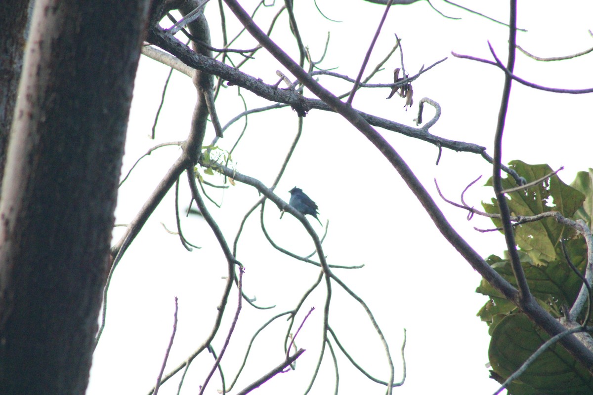 Indigo Bunting - ML634205539