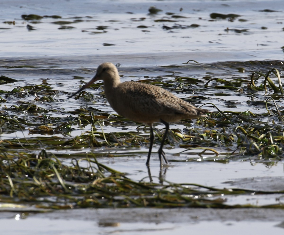 Marbled Godwit - ML634205673