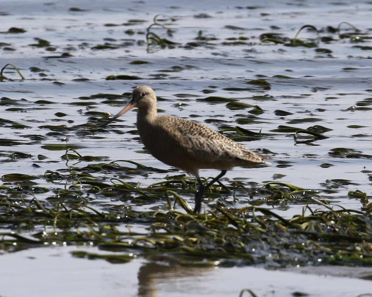 Marbled Godwit - ML634205676
